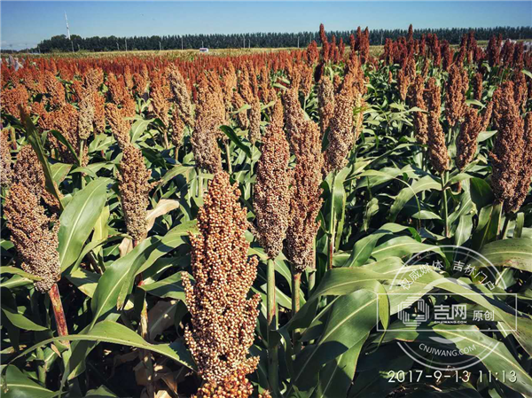 1511146773414032697.png eca86bd9ddc71b36da090c.png