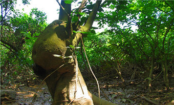 Qi'ao Mangrove Wetland Ecological Park