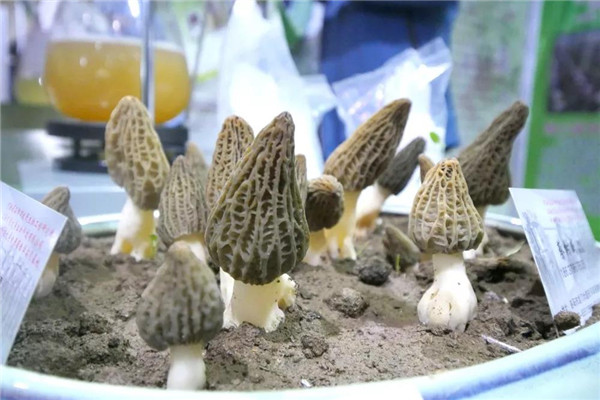 1524466017735075115.jpg 333_副本.jpg