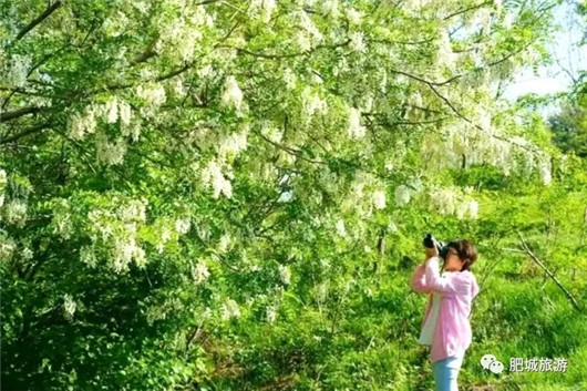 1525249757475004084.jpg 肥城6.jpg