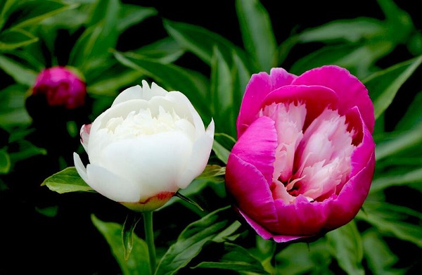 1527211964465079914.jpg Budding peony flowers at South Mountain Tourist Attraction in Hohhot’s Horinger county.jpg