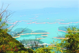 1498096480287082468.jpg forest.jpg