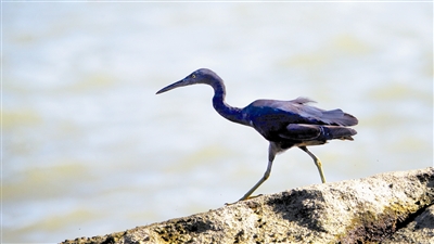 1500513524861090900.jpg 158837_yinlu_1500383586628_b.jpg