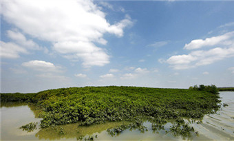 Zhanjiang Mangrove National Nature Reserve