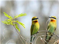 Love birds cozily settle in Leizhou Peninsula