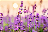 Rich purple of lavender fields on offer