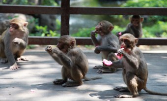 Dan'gan Island Provincial Macaque Nature Reserve