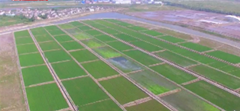 Trial rice growing program in Zhoushan lauded by local govt