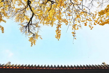 Quzhou colorful fallen leaves to stay for longer