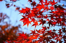 Admiring red maple leaves in Jiangshan