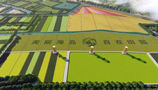Colorful paddy field pops up in Zhoushan