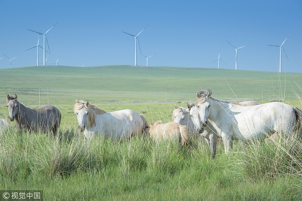 1552526530620040737.jpg 锡林郭勒草原上的蒙古马.jpg