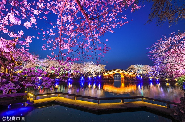 1554165987638079172.jpg 鼋头渚夜樱.jpg