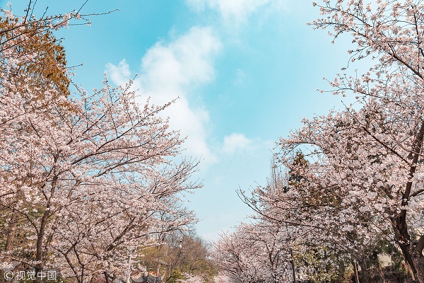 1554166084937053248.jpg 鸡鸣寺2.jpg