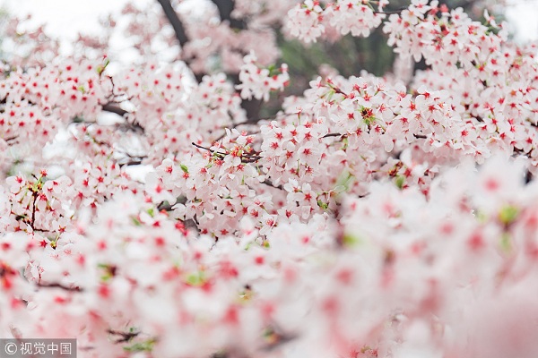 1554167852936025762.jpg 青龙寺2.jpg