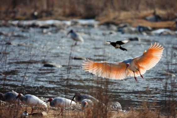 Wild birds thrive in NW China mountains