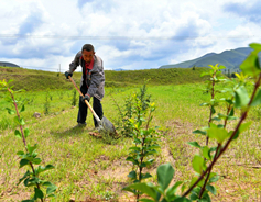 Shanxi to afforest over 183,000 ha in 2019