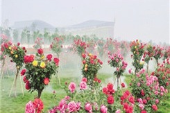 Flowers bloom in Nanyang as spring arrives