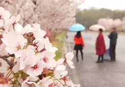 Cherry Blossom Festival to kick off in Lushunkou