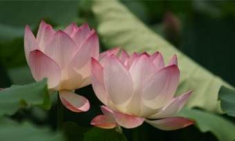 Best places to admire lotus flowers in Guangzhou