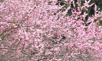 Best places to appreciate plum blossoms in SZ