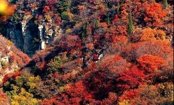 Jilin broad-leaved forest among most beautiful forests in China