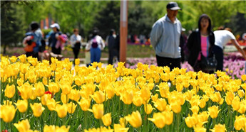 Tulips invigorate Changchun