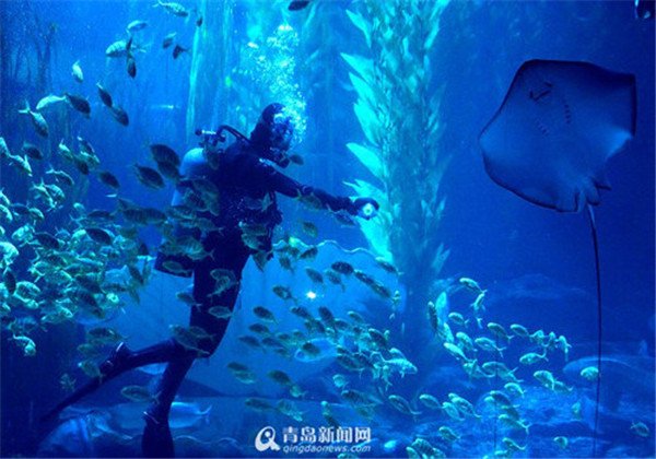 青岛海底世界-与鲨共舞.jpg