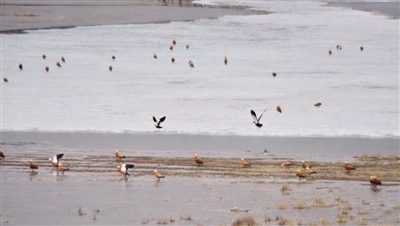 1522316159457052083.jpg 鸟.jpg