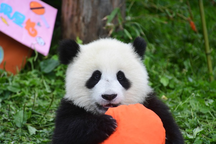 China advances construction of giant panda national park