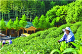 Top of the crops: summer brings peak in fruit and tea picking