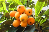 Most favored fruits this season in Wuxi