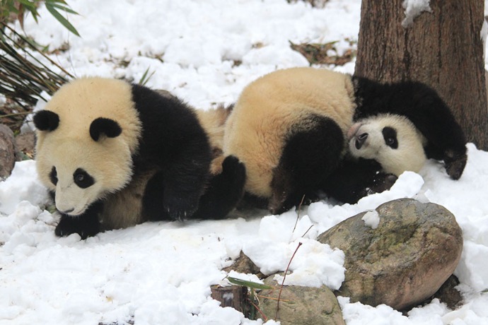Giant pandas enjoy snow in Chengdu