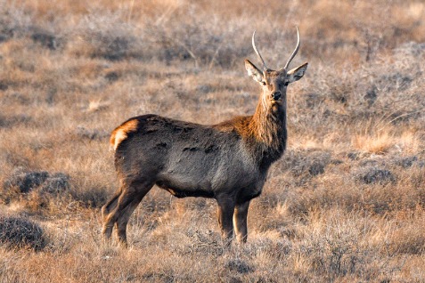 Red deer appear at Helanshan nature reserve in Ningxia
