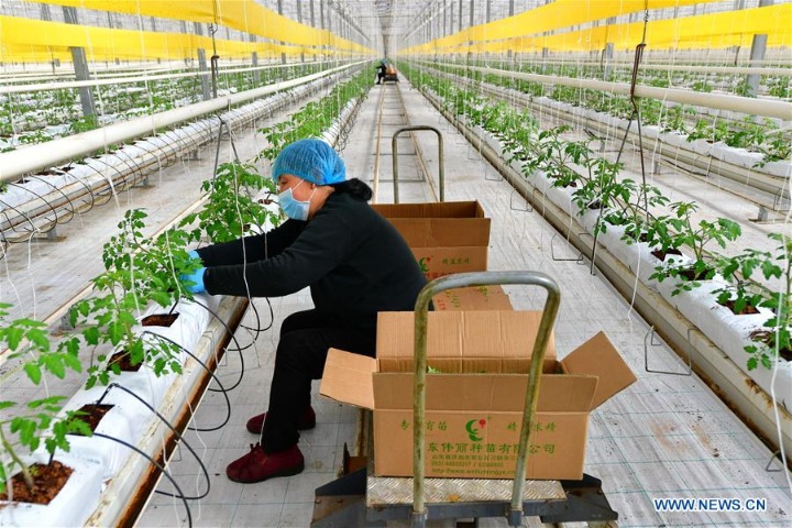 Farmers in Shanxi start cultivating work of tomato seedlings during early spring season