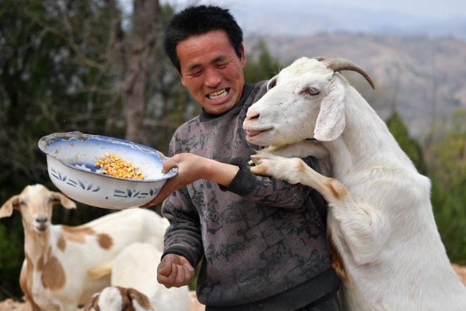 China imports about 1,500 breeding goats from Australia
