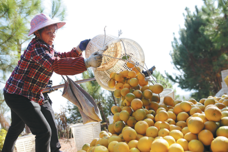 Orange growers enjoy fruits of wealth program