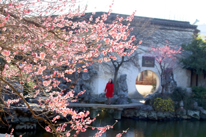Plum blossoms offer nice springtime in ancient Suzhou garden