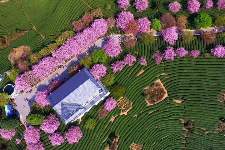 Floral tea garden add colors to spring time in Fujian