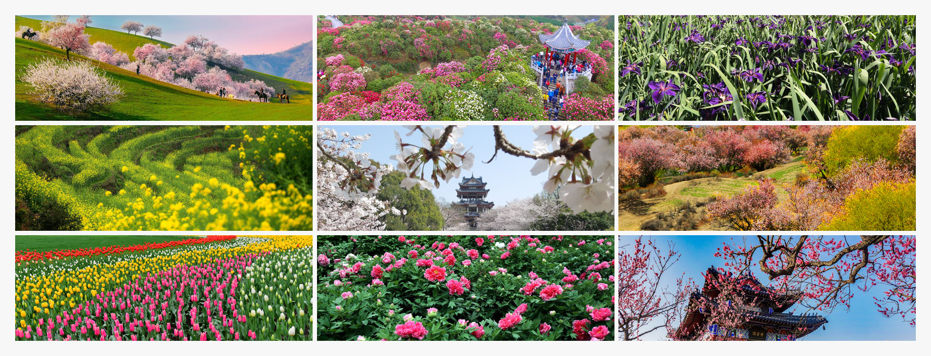 Spring delight: 9 recommended destinations to see blossom in China