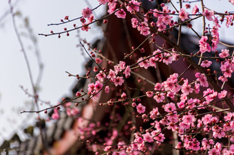 Time to admire flower blossoms in Changsha