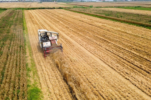 Weihai reports bumper grain harvest
