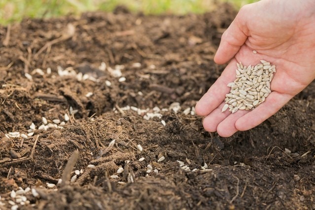 IP rights further protected for nation's seed industry