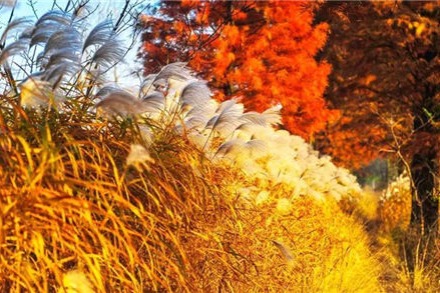 Places to enjoy pampas grass blossoms in Yangzhou