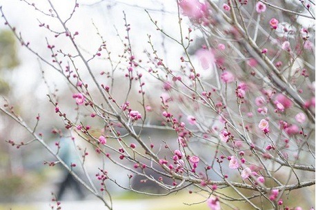 Enjoy plum blossoms at Slender West Lake scenic area