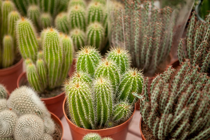 Hainan cactus business takes off
