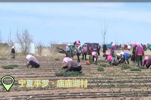 A vegetable growing match in Ningxia