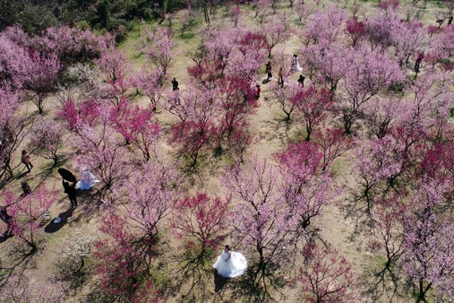 Flowery spring of Yangzhou