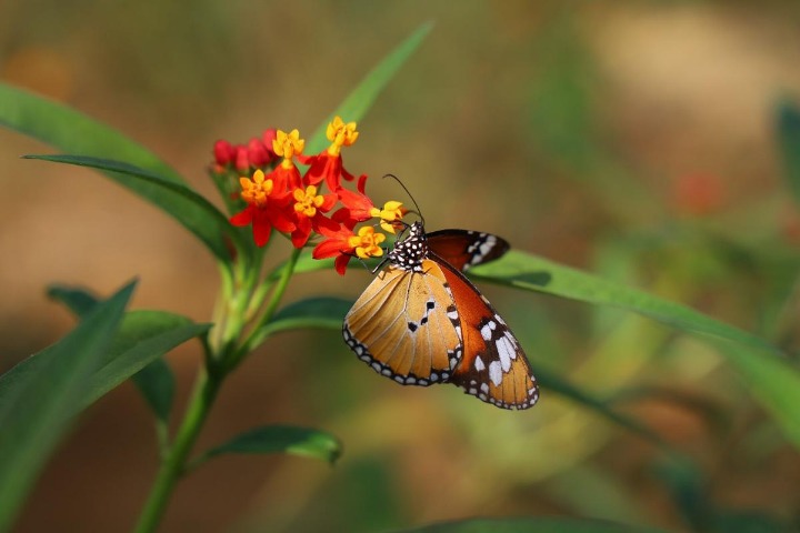 Butterflies will flutter by soon in Yunnan