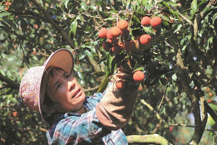 Guangdong reaps sweet gains with Lingnan fruit